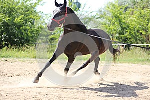 Young purebred  black colored saddle horse canter on cord