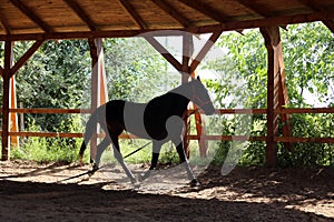 Young purebred  black colored saddle horse canter on cord