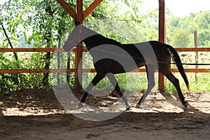 Young purebred  black colored saddle horse canter on cord