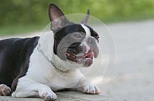 Young purebred Boston Terrier lying on a bench in a park