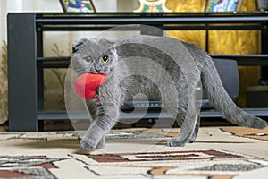 Young purebred British Fold cat walks around apartment with red soft toy in shape of heart in teeth.