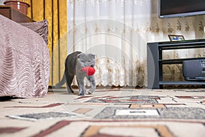 Young purebred British Fold cat walks around apartment with red soft toy in shape of heart in teeth.