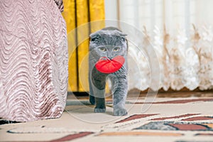 Young purebred British Fold cat walks around apartment with red soft toy in shape of heart in teeth.