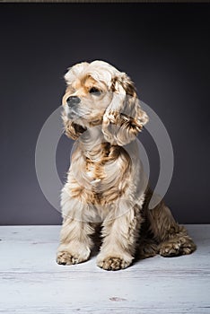 Young purebred Cocker Spaniel on wooden floor