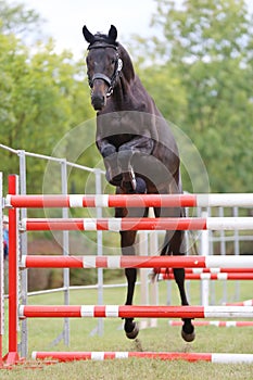 Horse loose jumping on breeders event outdoors photo