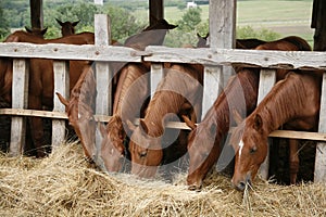 Young purebred horses eating hay rural scene