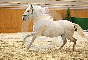 Young purebred lipizzan breed horse canter alone