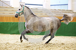 Young purebred lipizzan breed horse canter alone