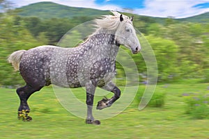 Young Purebred Percheron Draft Horse Running