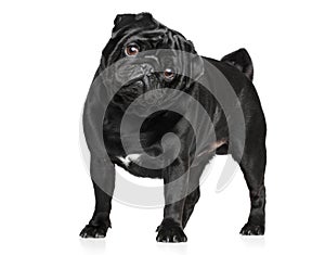 Young purebred pug on a white background