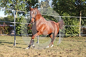 Young purebred saddle horse runs gallop on  grass in summer corral