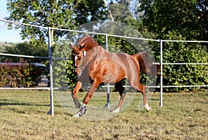 Young purebred saddle horse runs gallop on  grass in summer corral