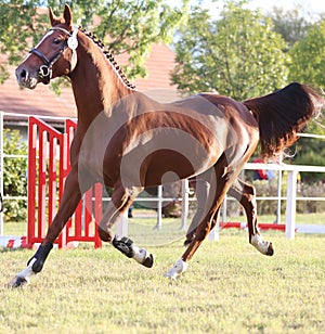 Young purebred saddle horse runs gallop on  grass in summer corral