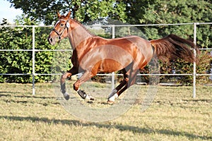 Young purebred saddle horse runs gallop on  grass in summer corral