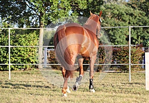 Young purebred saddle horse runs gallop on  grass in summer corral