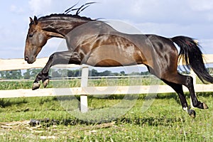 Young purebred stallion photo
