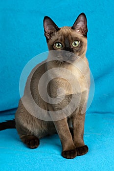 Young purebred tonkinese cat of a seal mink color on the blue cloth background