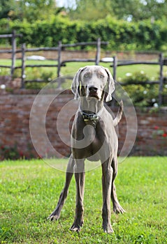 A young purebreed weimaraner dog