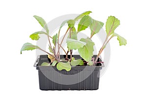 Young purple cabbage plant with green leave growth in black soil cutting for sale in shop on white background isolated. Idea plant