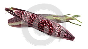 Young purple corn isolated on white background. A lot of Anthocyanins natural color substances. Sweet taste.