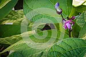 Young purple green bean flowers and sprouts growing above lush l