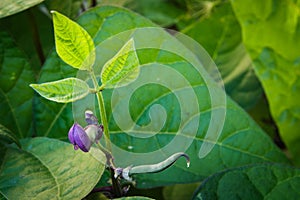 Young purple green bean sprouts growing above lush green leaves