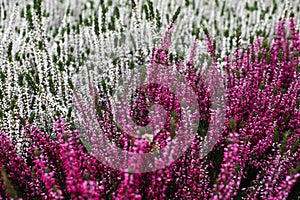 Young purple Heather bushes of differen shades