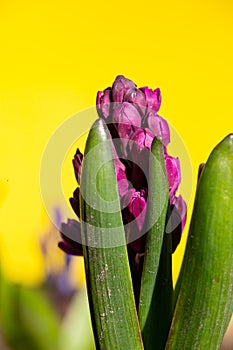 Young purple hyacinth flower on a bright gold background on a sunny spring day macro photography.