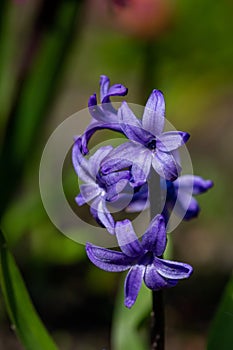 Young purple hyacinth flower with water drops on a sunny spring day macro photography.