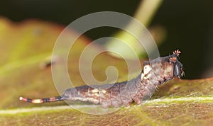 Young puss moth larva sitting on leaf