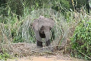 Young pygmy elephant