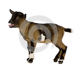 Young Pygmy goat