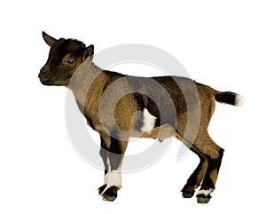 Young Pygmy goat