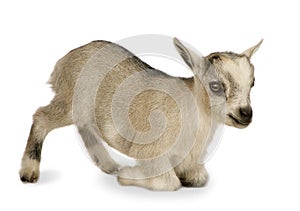 Young Pygmy goat