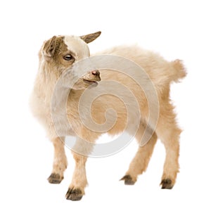 Young Pygmy goat