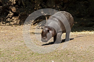 Young Pygmy hippopotamus
