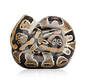 Young Python regius (10 months old)