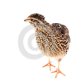 Young quail, Coturnix coturnix, isolated