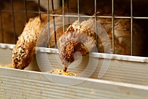 Young quail fattening in cages on a quail farm