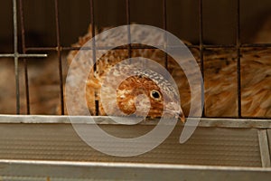 Young quail fattening in cages on a quail farm