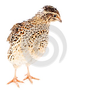 Young quail on a white