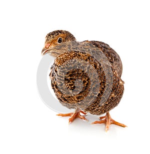 Young quail on a white background