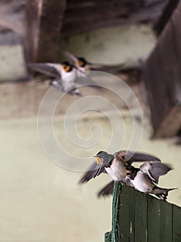 Young quarreling swallows