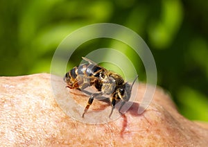 Young queen bee on the beekeepers hand