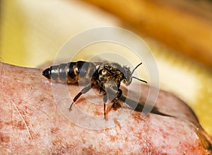 Young queen bee on the beekeepers hand