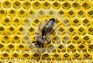 Young queen bee on a honeycomb