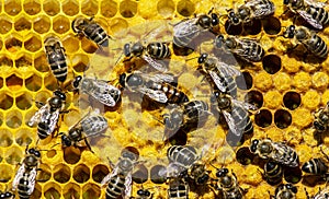 The young queen bee moves on honeycombs.