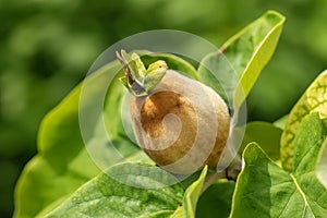 Young quince fruit developing in tree close up