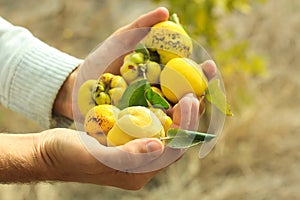 Young quince in a male hand in the forest. Fresh fruits concept. Harvesting from the trees