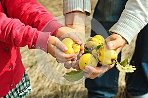 Young quince in a male hand in the forest. Fresh fruits concept. Harvesting from the trees